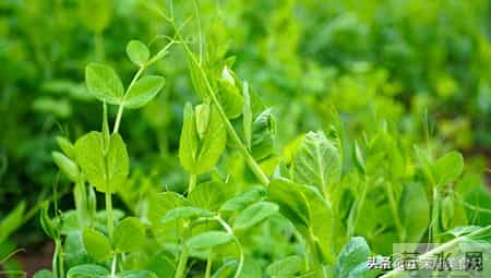 立春后使劲吃,一养肝,二排毒,三抗菌,四增免疫,鲜美正当季