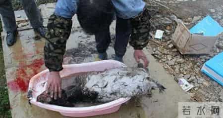 护林员洗动物尸体时血水淌了一地，10天猎杀7只野物，法院判两年