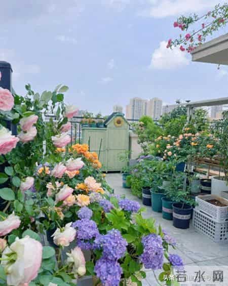 5种漂亮花，现在扦插“正当时”，插一根活一根，简单又省心