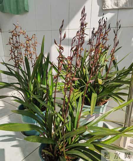 广西一阿姨，因养7年的“墨兰爆梗爆花”走红，网友：成花精了！