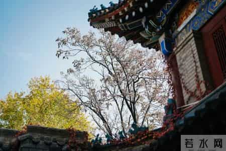 总公司中标、分公司干活：是“内部授权”还是“违法转包”？