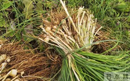 2月4日立春大日子!这5种东西千万别吃,伤肝伤脾,谁吃谁遭罪