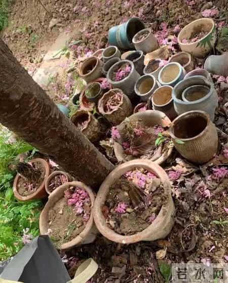 上海一保安，因“捡业主淘汰的花”而火了，那叫一个壮观，晒晒