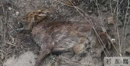 护林员洗动物尸体时血水淌了一地，10天猎杀7只野物，法院判两年