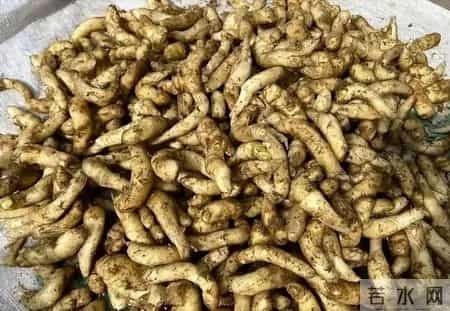 它是“菜中人参”,别再手软,买10斤囤着随吃随取很省心又省钱