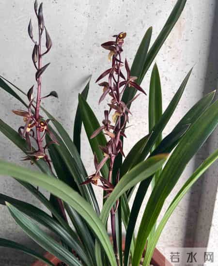 广西一阿姨，因养7年的“墨兰爆梗爆花”走红，网友：成花精了！