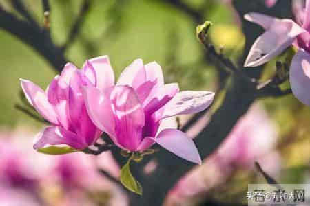 60岁男人还能吸引女人，你有这2种特质，女人会忍不住对你有好感