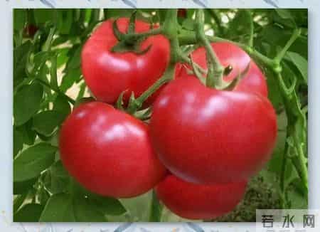 老得慢的女人，都爱吃这三种食物，皮肤白嫩似桃花，60岁也不显老