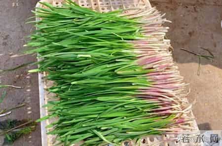 今天才知道，保存韭菜原来这么简单，不黄不烂叶，放半个月都新鲜