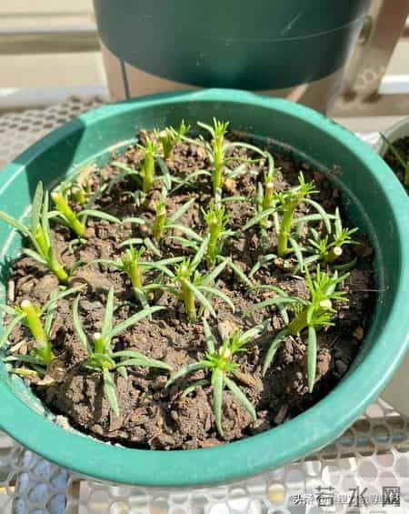 5种漂亮花，现在扦插“正当时”，插一根活一根，简单又省心