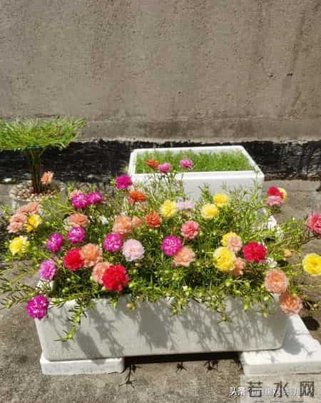 5种漂亮花，现在扦插“正当时”，插一根活一根，简单又省心