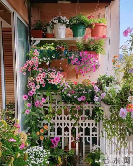 5种漂亮花，现在扦插“正当时”，插一根活一根，简单又省心