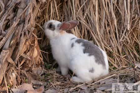 属兔人挺住！立春后“巨款到账”，人生从此一路顺！你信不信吧