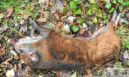 护林员洗动物尸体时血水淌了一地，10天猎杀7只野物，法院判两年