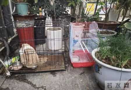 上海一保安，因“捡业主淘汰的花”而火了，那叫一个壮观，晒晒