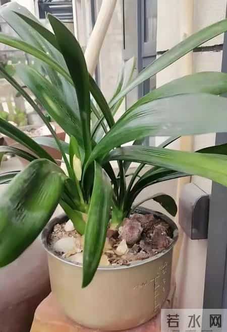 才知道，旧电饭锅是个宝，放在家里太实用了，赶紧学起来！