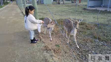 有一种幸福叫家人相聚。但儿子特意从澳洲回来陪过年，我有点后悔