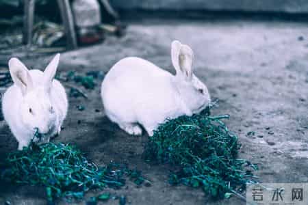 属兔人挺住!立春后“巨款到账”,人生从此一路顺!你信不信吧