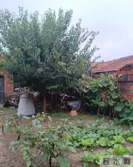 我的故乡,山东高密西南乡的一个小村庄